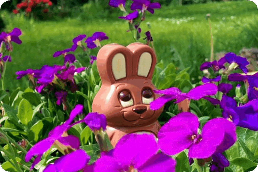 Picture of a chocolate Easter bunny standing in a garden among flowering plants with lavender and purple blossoms and green leaves.