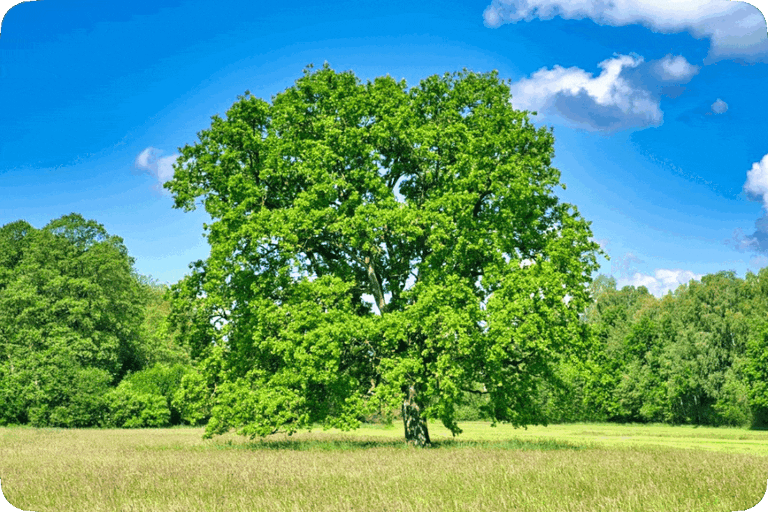 Picture of a single green leafy tree in a green grassy meadow with other trees in the background and a blue sky and fluffy white clouds above.