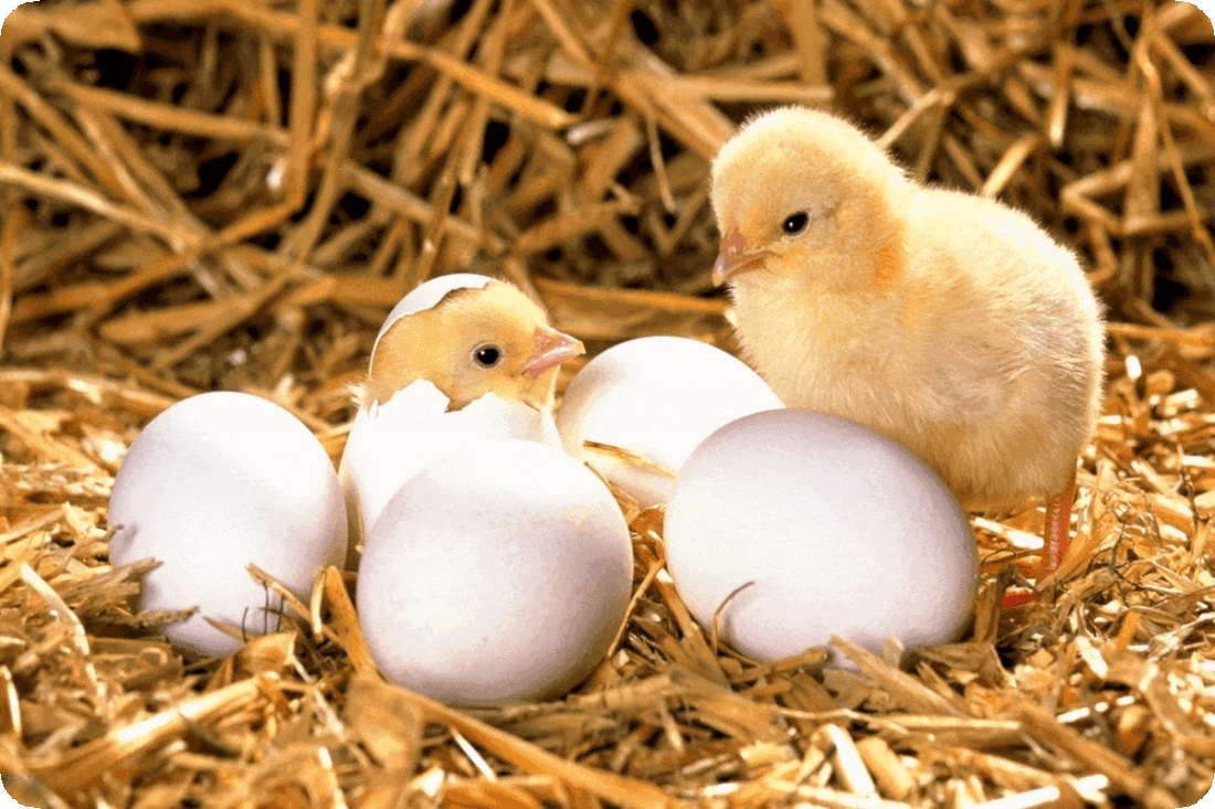 Picture of five chicken eggs sitting atop golden brown straw, with one fluffy yellow baby chick having already hatched from an egg and looking on as a second baby chick is just poking its head out of an egg as it hatches.