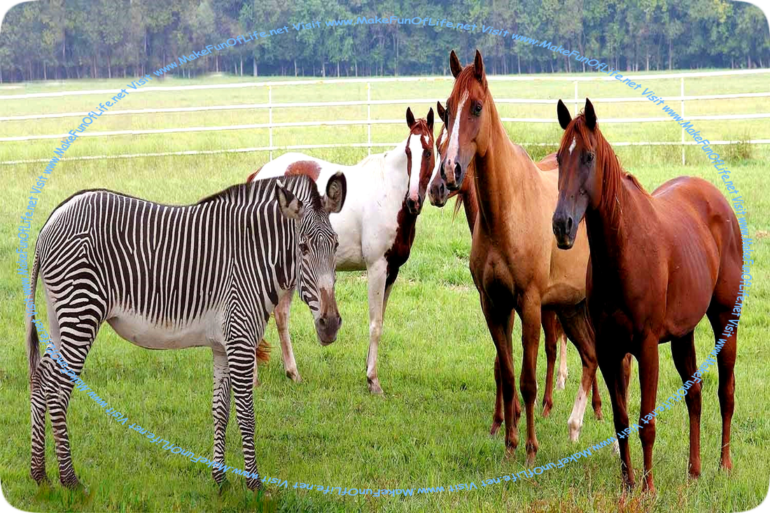 Picture of a black-and-white-striped zebra and four horses of various colors and heights standing together in a grassy area.