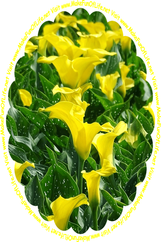 Picture of flowering plants with white-dappled long dark green leaves, bright yellow blossoms, and the words, ‘Visit www.MakeFunOfLife.net.’