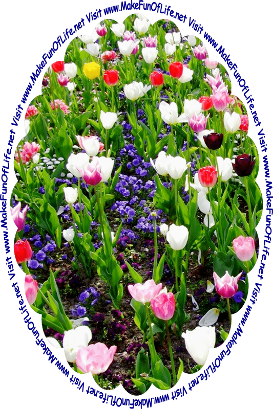 Picture of tulip plants with long dark green leaves and stems, and blossoms in white, pink, and red, and the words, ‘Visit www.MakeFunOfLife.net.’