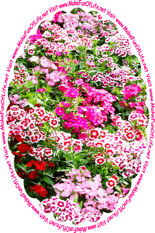 Picture of a variety of green leafy flowering plants with blossoms in red, pink and white, and the words, ‘Visit www.MakeFunOfLife.net.’