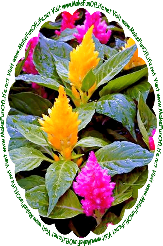 Picture of flowering plants with large dark green leaves and golden-yellow and pink blossoms, and the words, ‘Visit www.MakeFunOfLife.net.’