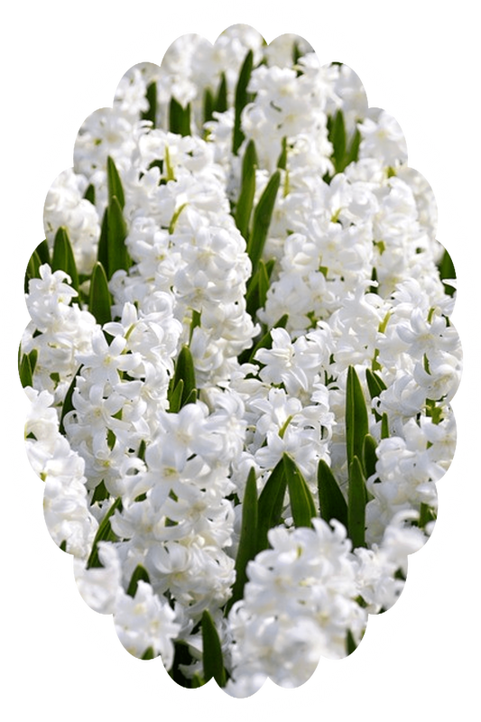 Picture of hyacinth plants with long narrow dark leaves and white blossoms, and the words, ‘Visit www.MakeFunOfLife.net.’