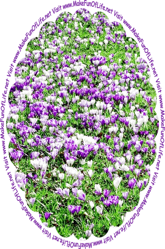 Picture of field of flowering crocus plants with green leaves and purple and white blossoms, and the words, ‘Visit www.MakeFunOfLife.net.’
