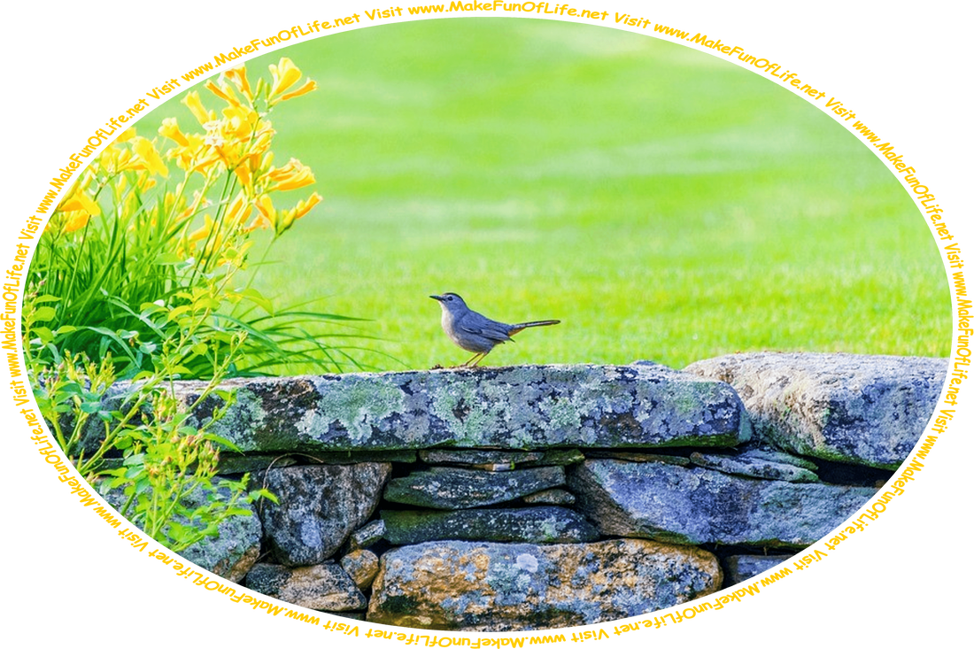 Picture of a small bird on a stone wall next to flowering plants with green leaves and orange-yellow blossoms, green grass just beyond the stone wall, and the words, ‘Visit www.MakeFunOfLife.net.’