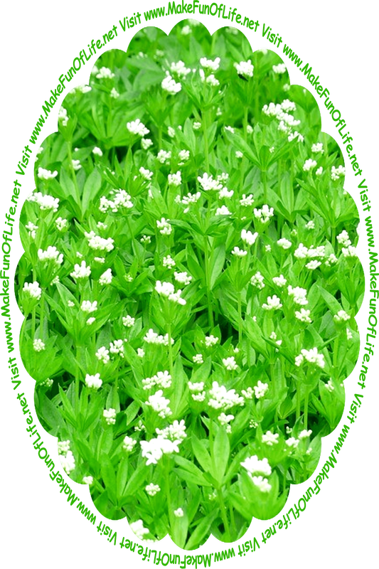 Picture of leafy green flowering plants with white blossoms, and the words, ‘Visit www.MakeFunOfLife.net.’
