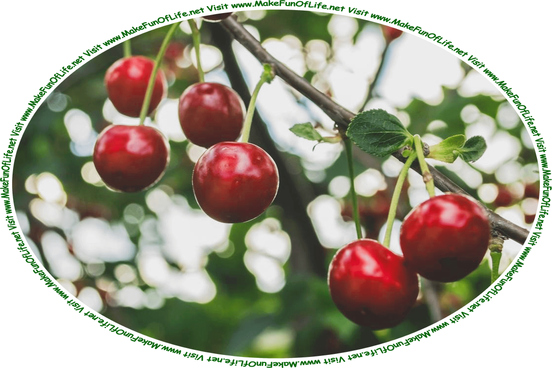 Picture of six red ripe sweet cherries hanging on a branch of a cherry tree, and the words, ‘Visit www.MakeFunOfLife.net.’