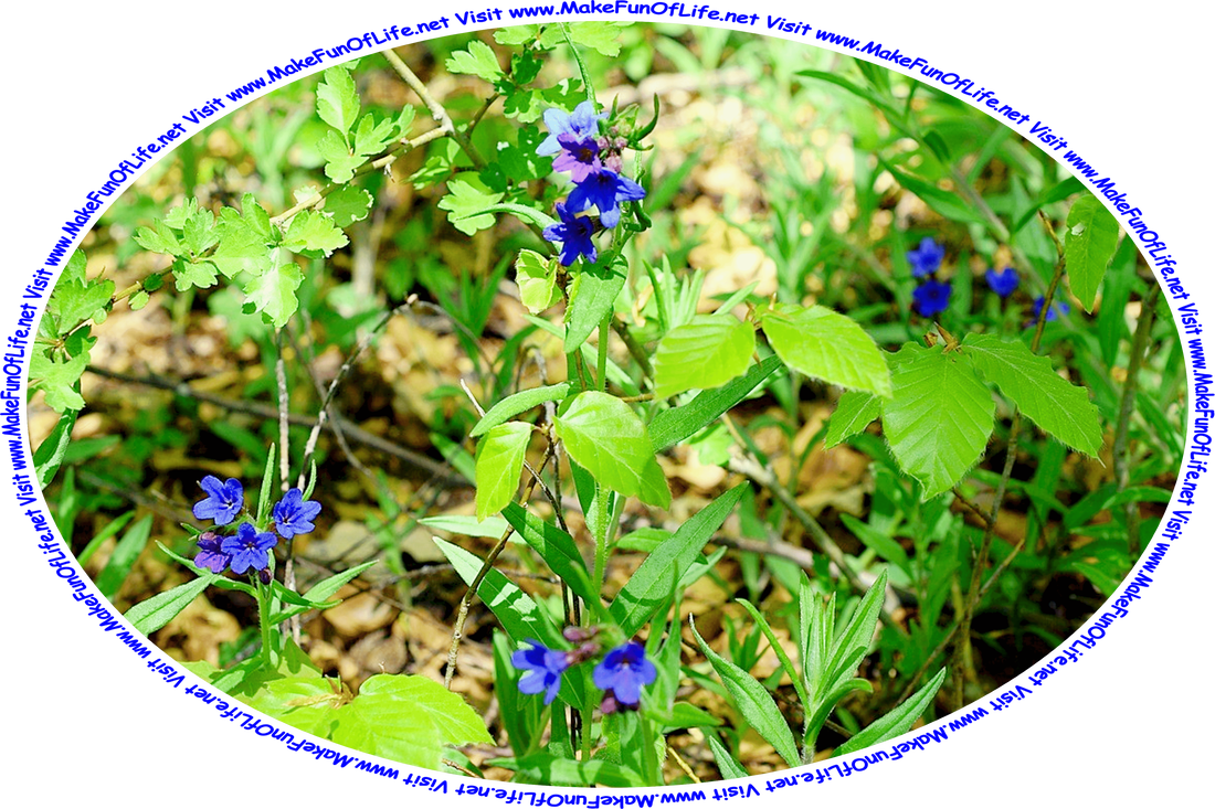 Picture of a flowering plants with green leaves and tiny blue blossoms, and the words, ‘Visit www.MakeFunOfLife.net.’