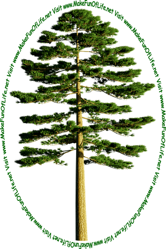Picture of a tall green evergreen tree and the words, ‘Visit www.MakeFunOfLife.net.’