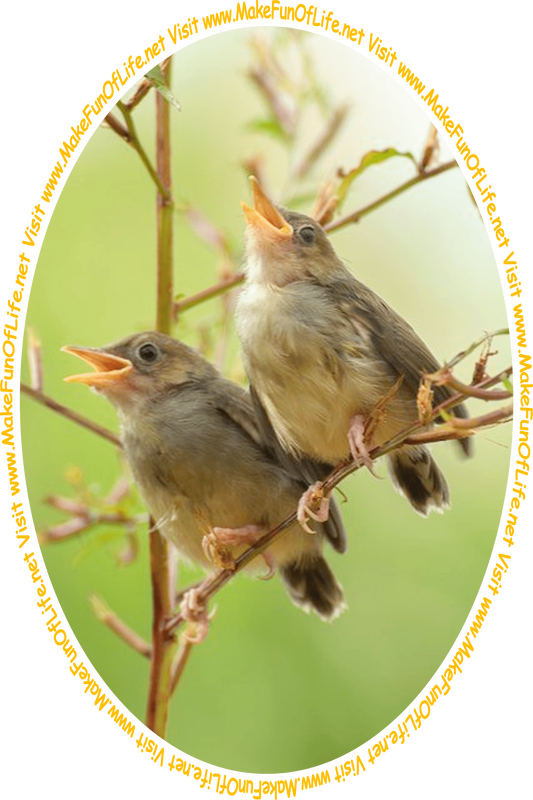 Picture of two songbirds perched on a branch with their heads back and beaks open while singing, and the words, ‘Visit www.MakeFunOfLife.net.’