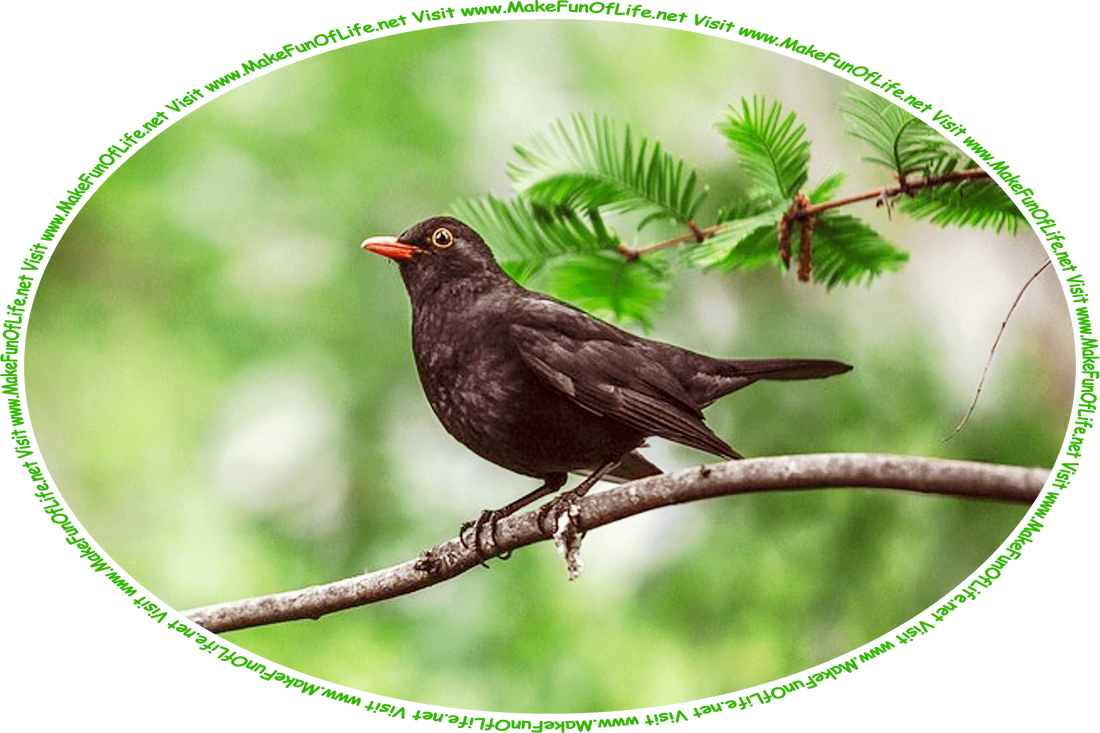 Picture of a blackbird perched on a tree branch, and the words, ‘Visit www.MakeFunOfLife.net.’