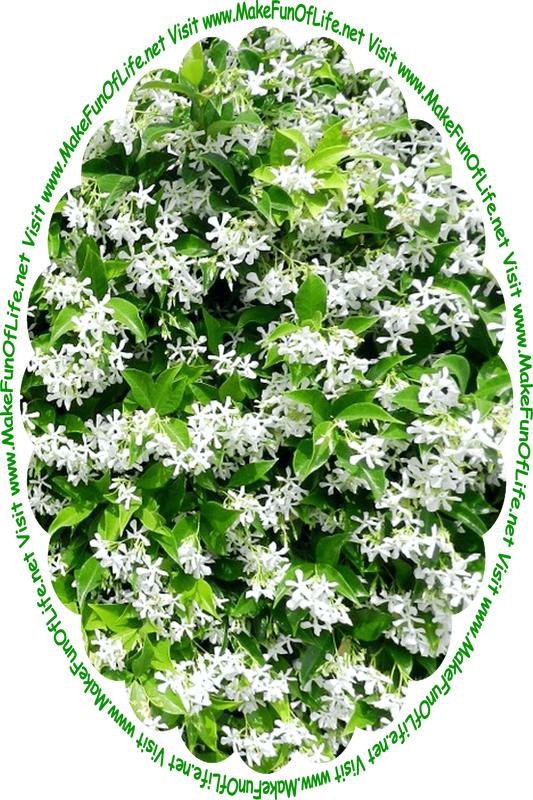 Picture of a jasmine plant with green leaves and white blossoms, and the words, ‘Visit www.MakeFunOfLife.net.’