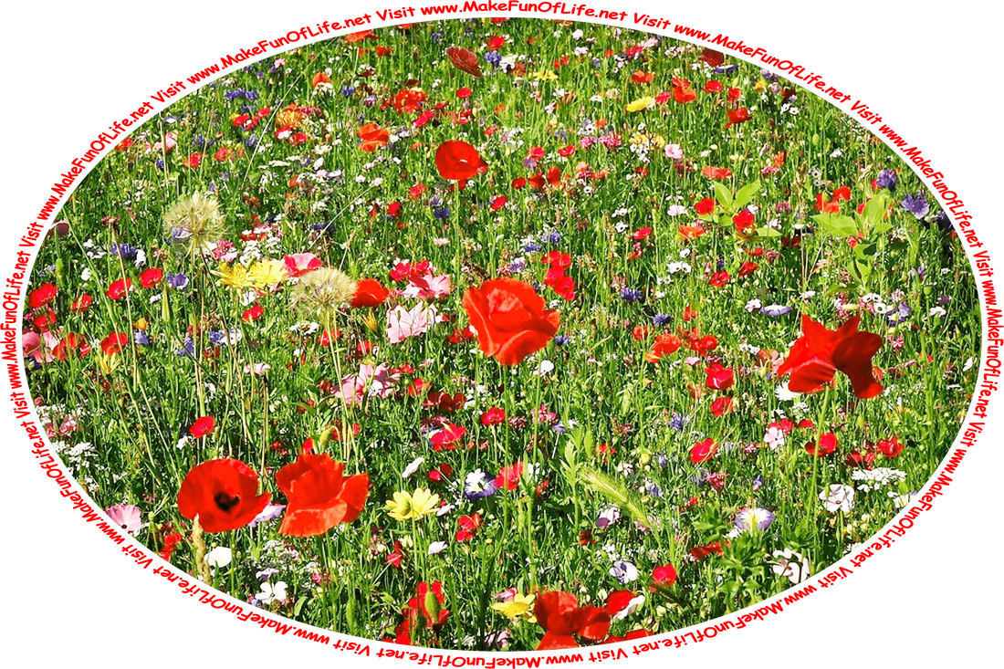 Picture of a field of flowering plants with blossoms in a variety of colors including red, yellow, indigo, white, pink, and yellow, and the words, ‘Visit www.MakeFunOfLife.net.’