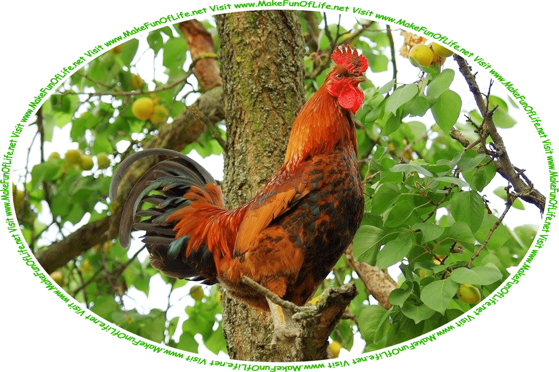 Picture of a barnyard rooster perched on a branch of a leafy green fruit tree while looking at something, and the words, ‘Visit www.MakeFunOfLife.net.’
