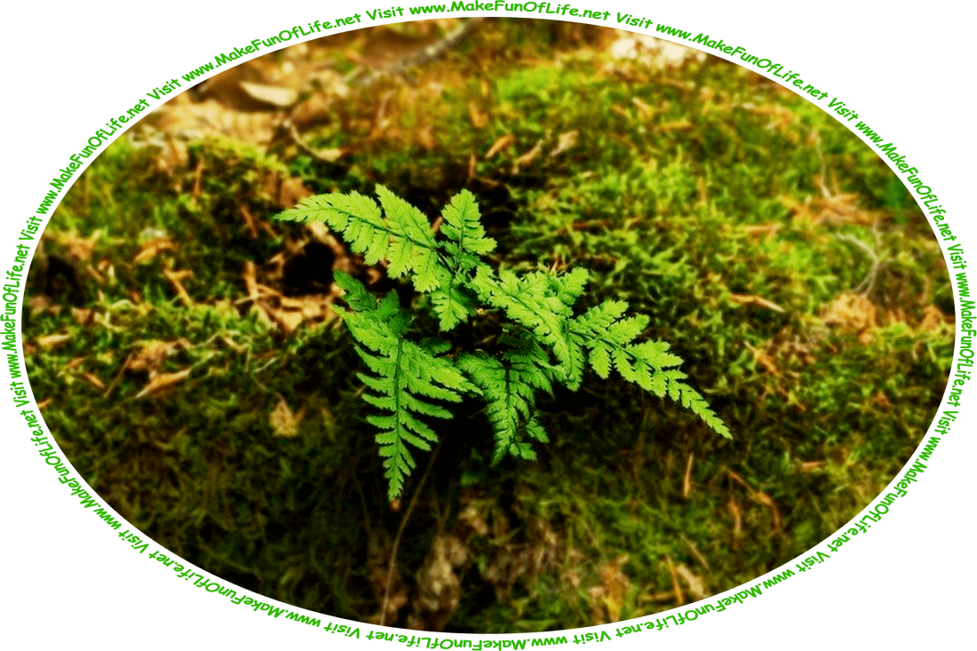 Picture of a small leafy green fern plant in a bed of fallen brown leaves and green moss, and the words, ‘Visit www.MakeFunOfLife.net.’