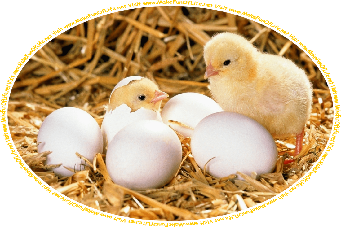 Picture of five chicken eggs sitting atop golden brown straw, with one fluffy yellow baby chick having already hatched from an egg and looking on as a second baby chick is just poking its head out of an egg as it hatches, and the words, ‘Visit www.MakeFunOfLife.net.’