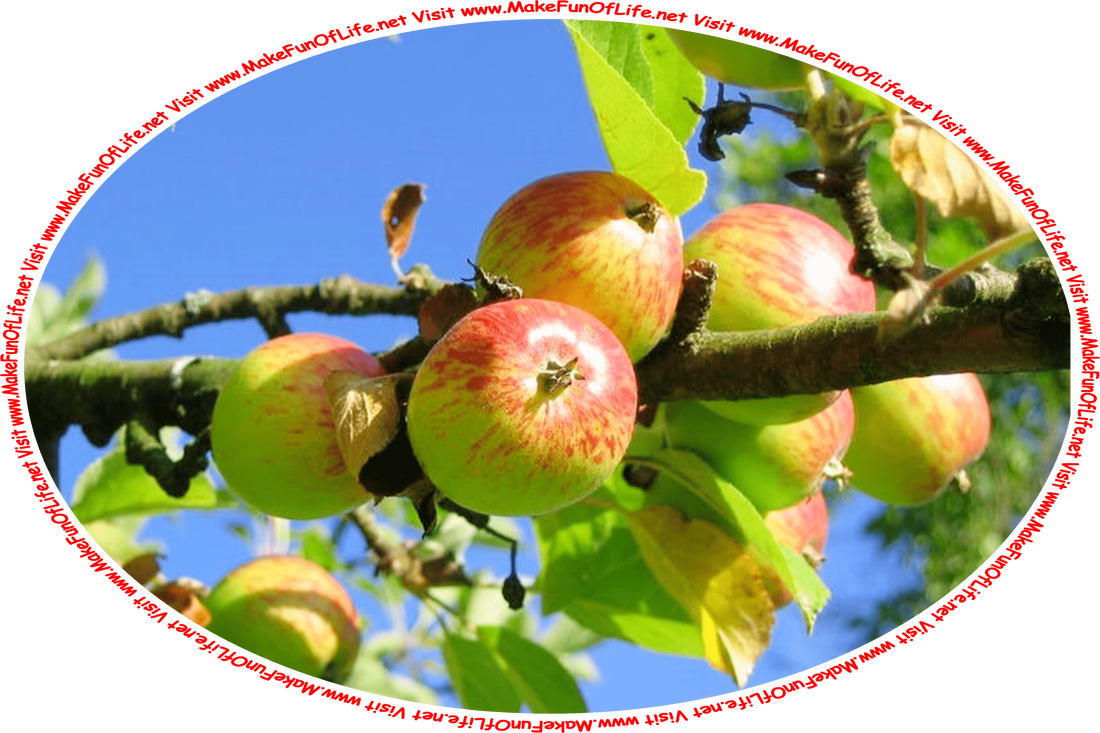 Picture of a several ripening apples on the branches of a green leafy apple tree, with a clear blue sky in the background, and the words, ‘Visit www.MakeFunOfLife.net.’