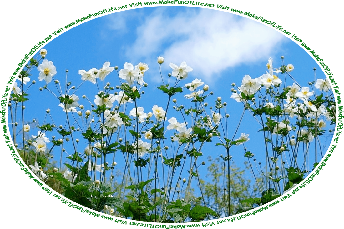 Picture of flowering plants with dark green leaves, long dark green stems, and white blossoms, a blue sky with white fluffy clouds above, and the words, ‘Visit www.MakeFunOfLife.net.’