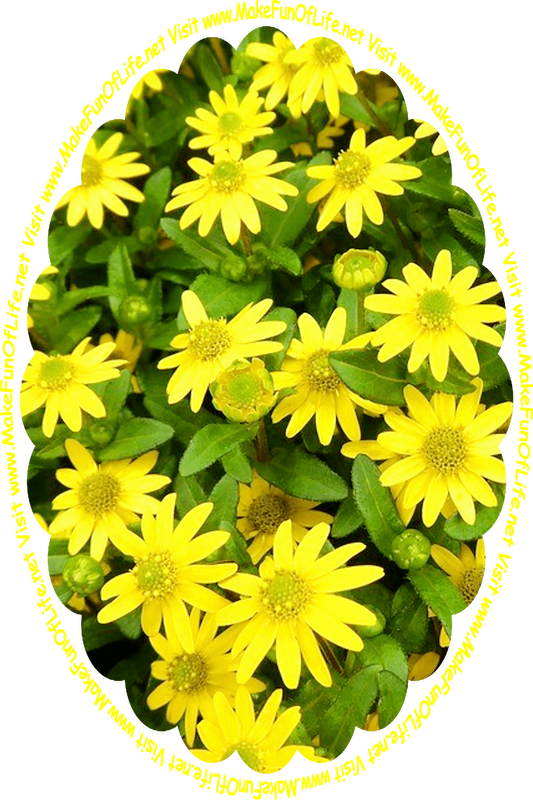 Picture of a cluster of flowering plants with dark green leaves and bright yellow blossoms, and the words, ‘Visit www.MakeFunOfLife.net.’