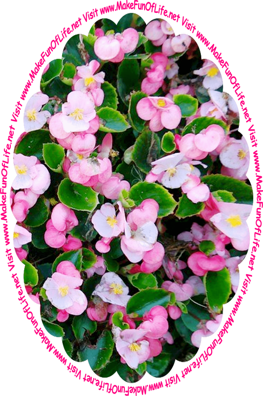 Picture of a flowering plant with tiny dark green leaves and tiny pinkish-white blossoms, and the words, ‘Visit www.MakeFunOfLife.net.’