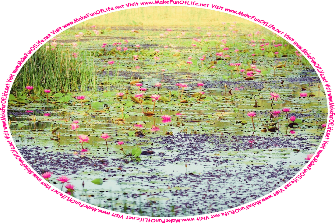 Picture of a lake filled with tall thin green aquatic grass and water lilies with large pink blossoms, and the words, ‘Visit www.MakeFunOfLife.net.’