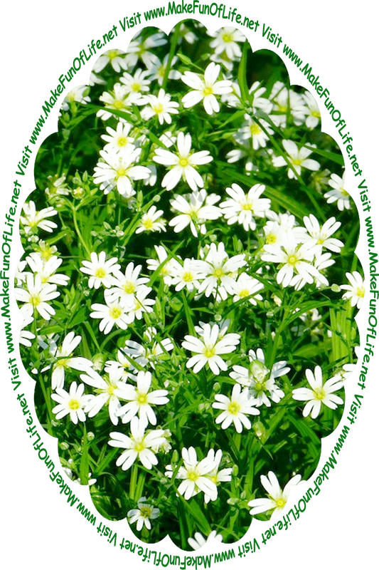 Picture of Stitchwort or Chickweed flowering plants, with dark green leaves and white blossoms, and the words, ‘Visit www.MakeFunOfLife.net.’