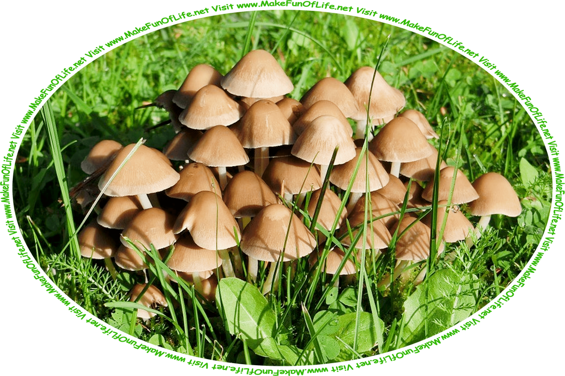 Picture of a cluster of small brown mushrooms growing in a grassy green lawn, and the words, ‘Visit www.MakeFunOfLife.net.’
