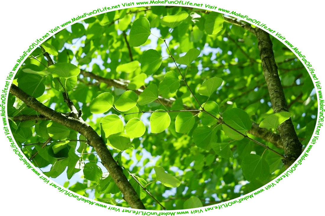 Picture of a tree with bright green new leaves, a clear blue sky above, and the words, ‘Visit www.MakeFunOfLife.net.’