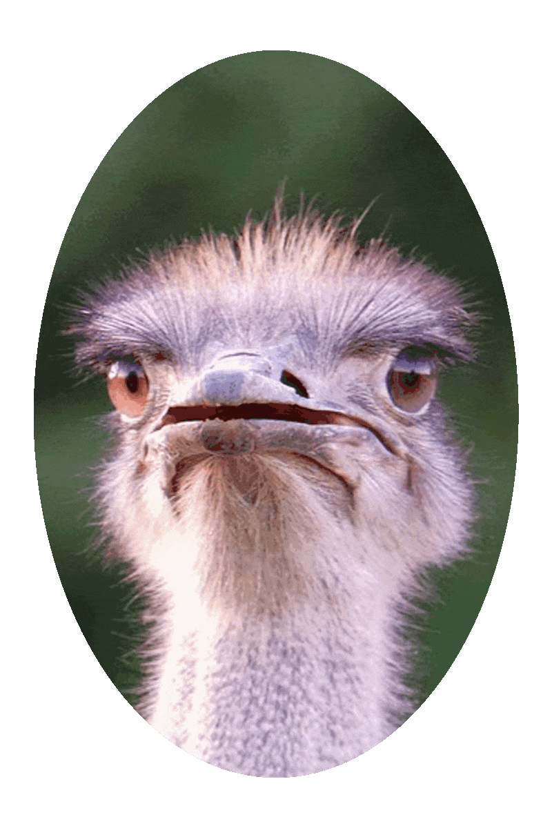 Picture of an ostrich with an expression of wide-eyed, beak-agape astonishment.
