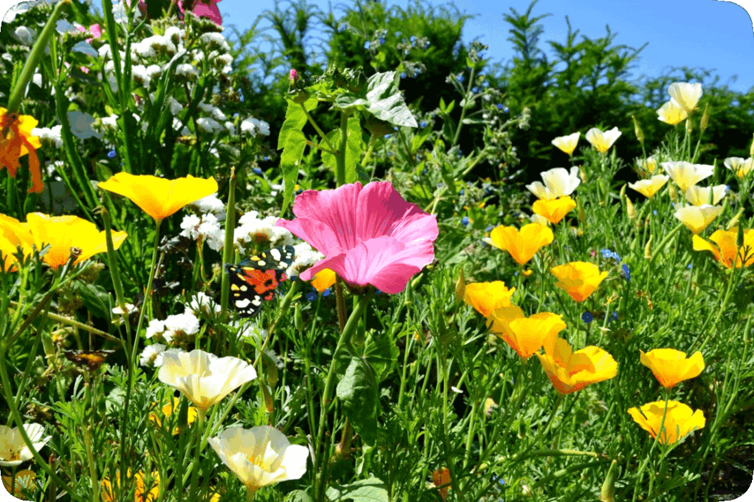 Picture of green leafy flowering plants with brightly colored pink, yellow, and white blossoms, an orange, yellow, black, and white butterfly, and a clear blue sky overhead.