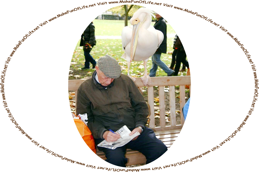 Picture of a of a man sitting on a park bench under shade trees, working on a crossword puzzle in a newspaper, while a large white pelican bird stands on the top of the back of the bench and looks quizzically over his shoulder, and the words, ‘Visit www.MakeFunOfLife.net.’