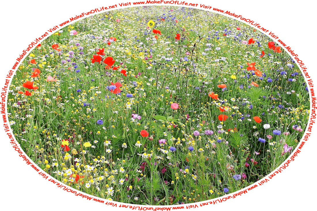 Picture of a field of wildflowers in a variety of bright colors, and the words, ‘Visit www.MakeFunOfLife.net.’