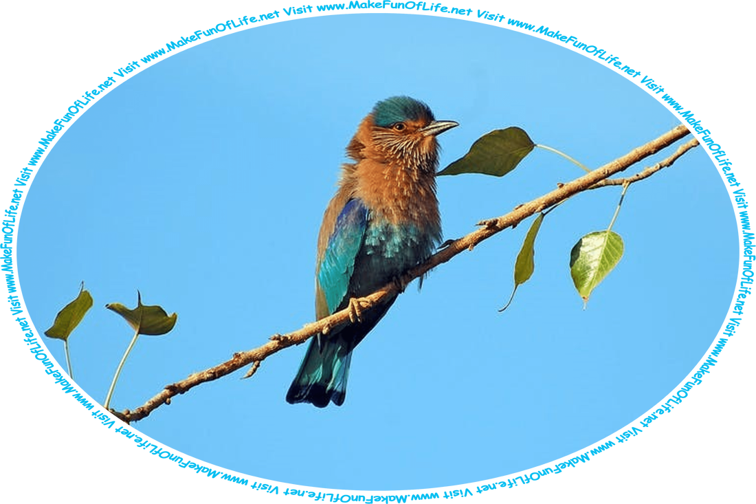 Picture of a small, colorful blue and brown bird perched on a green leafy branch of a tree, under a clear blue sky, and the words, ‘Visit www.MakeFunOfLife.net.’