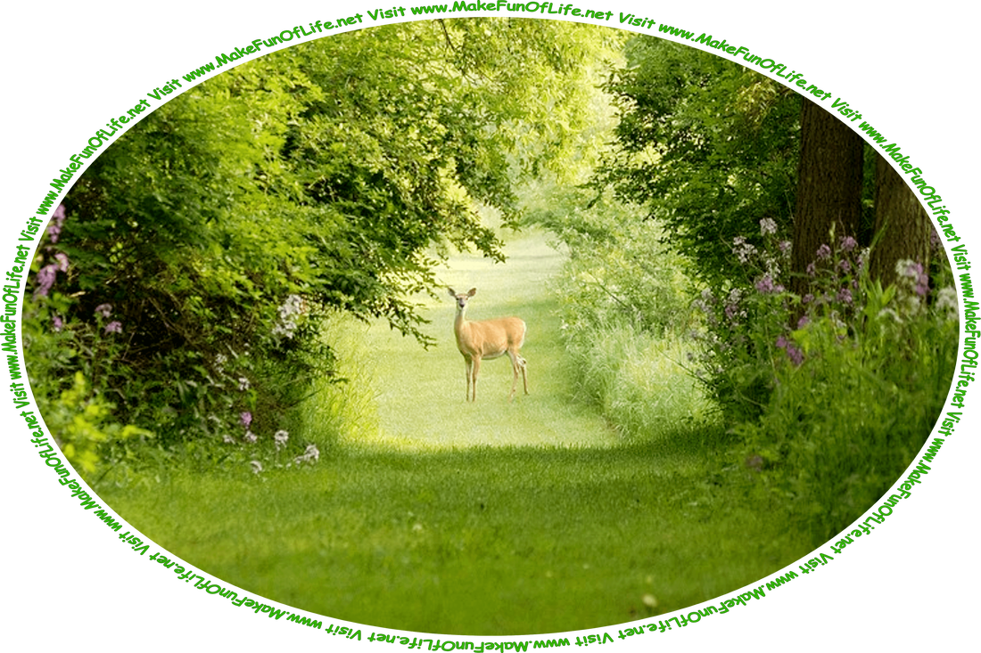 Picture of a deer standing in a green grass-covered path through the dense green foliage of a woods, and the words, ‘Visit www.MakeFunOfLife.net.’