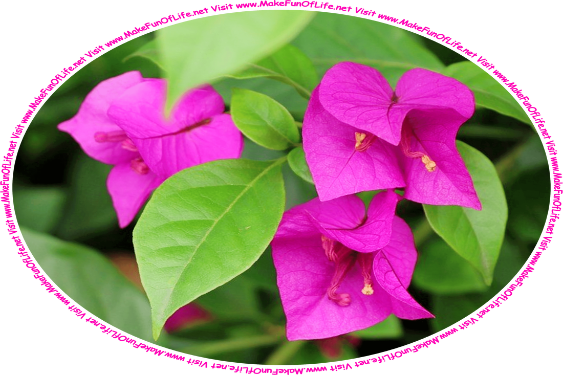 Picture of a bougainvillea plant with dark green leaves, bright lavender-pink leaves resembling flower petals, and the words, ‘Visit www.MakeFunOfLife.net.’