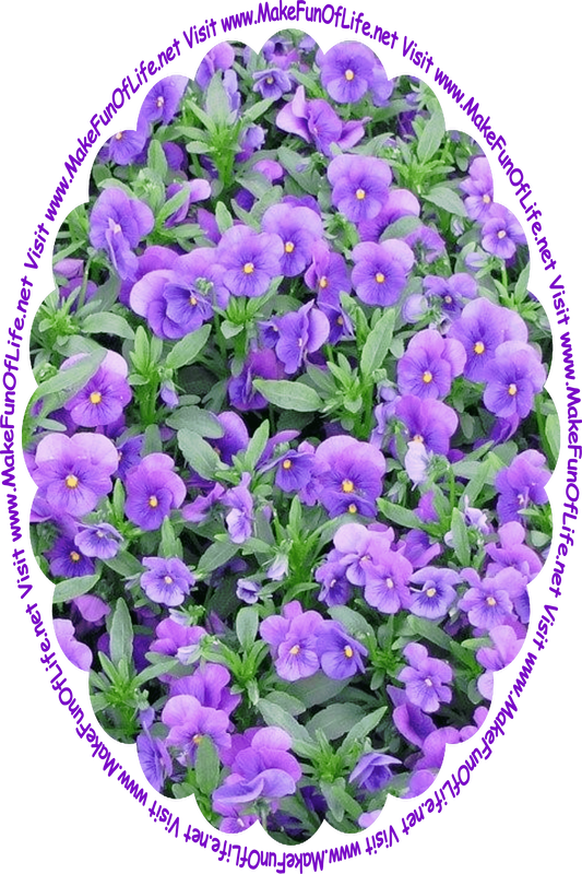 Picture of a pansies with dark green leaves and indigo blossoms, and the words, ‘Visit www.MakeFunOfLife.net.’