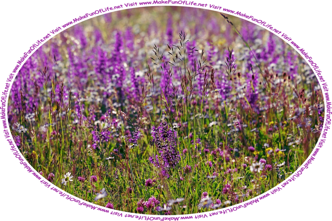 Picture of a field of sage plants with lavender-colored blossoms, and the words, ‘Visit www.MakeFunOfLife.net.’