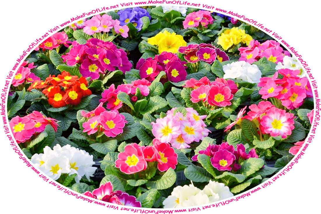 Picture of primrose flowers with bright yellow centers and varied colors of petals including pink, white, red, yellow, and lavender, all with dark green leaves.