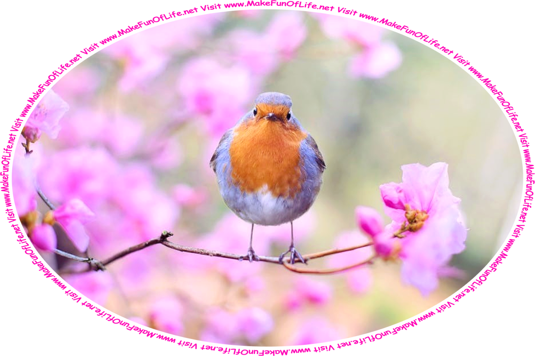 Picture of a European Robin perched on a branch of a tree that has pink blossoms, and the words, ‘Visit www.MakeFunOfLife.net.’