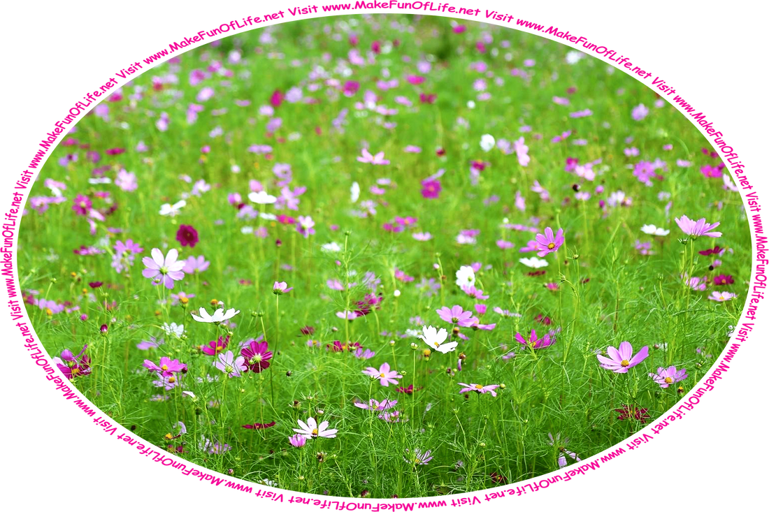 Picture of a field of cosmos flowers with green stems and leaves, and white, lavender, and purplish-maroon color blossoms, and the words, ‘Visit www.MakeFunOfLife.net.’