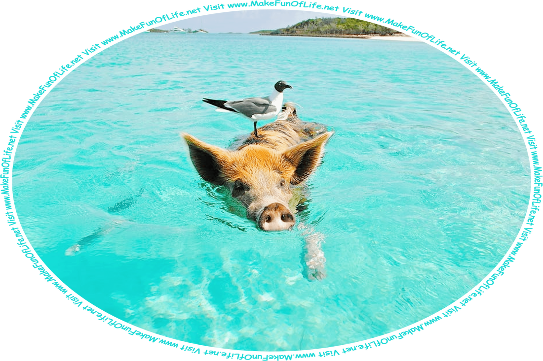 Picture of a brown and black spotted short-haired pig swimming in the shallow water from one island to another island, with a gray and white seagull standing on its back, some small fish swimming under the water’s surface alongside the pig, and the words, ‘Visit www.MakeFunOfLife.net.’