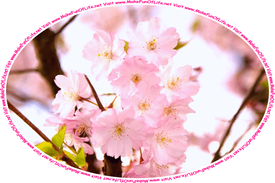 Picture of pink blossoms, or flowers, and green leaves on the brown bark-covered branches of a cherry tree, and the words, ‘Visit www.MakeFunOfLife.net.’
