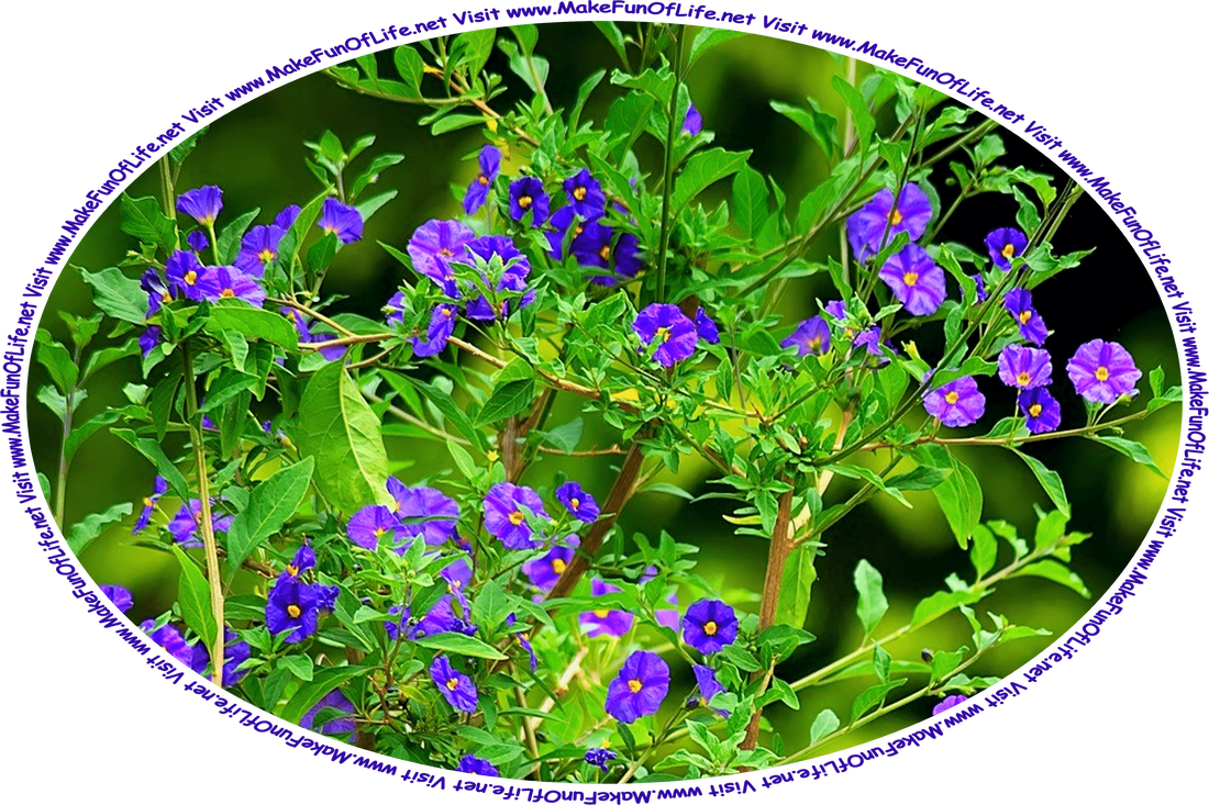 Picture of a flowering Gentian plant with woody stems, green leaves, and indigo blossoms with yellowish centers, and the words, ‘Visit www.MakeFunOfLife.net.’