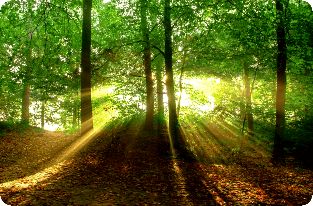 Picture of sunbeams brightly shining through a group of green leafy trees that have brown bark and a forest floor that is covered with brown fallen leaves.