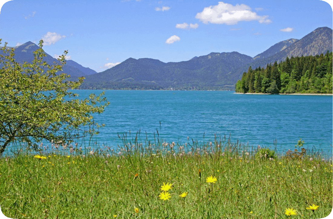 Picture of a wilderness area, with a serene blue lake, purple-hued mountains, pine trees, green grass, flowering plants with yellow and lavender blossoms, a clear blue sky, and just a few fluffy white clouds