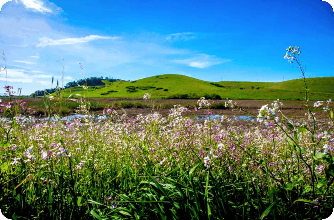Picture of pink and white flowering plants bordering a wetland area with gently-rolling grass-covered hills in the distance and a blue sky with tiny bits of clouds above.