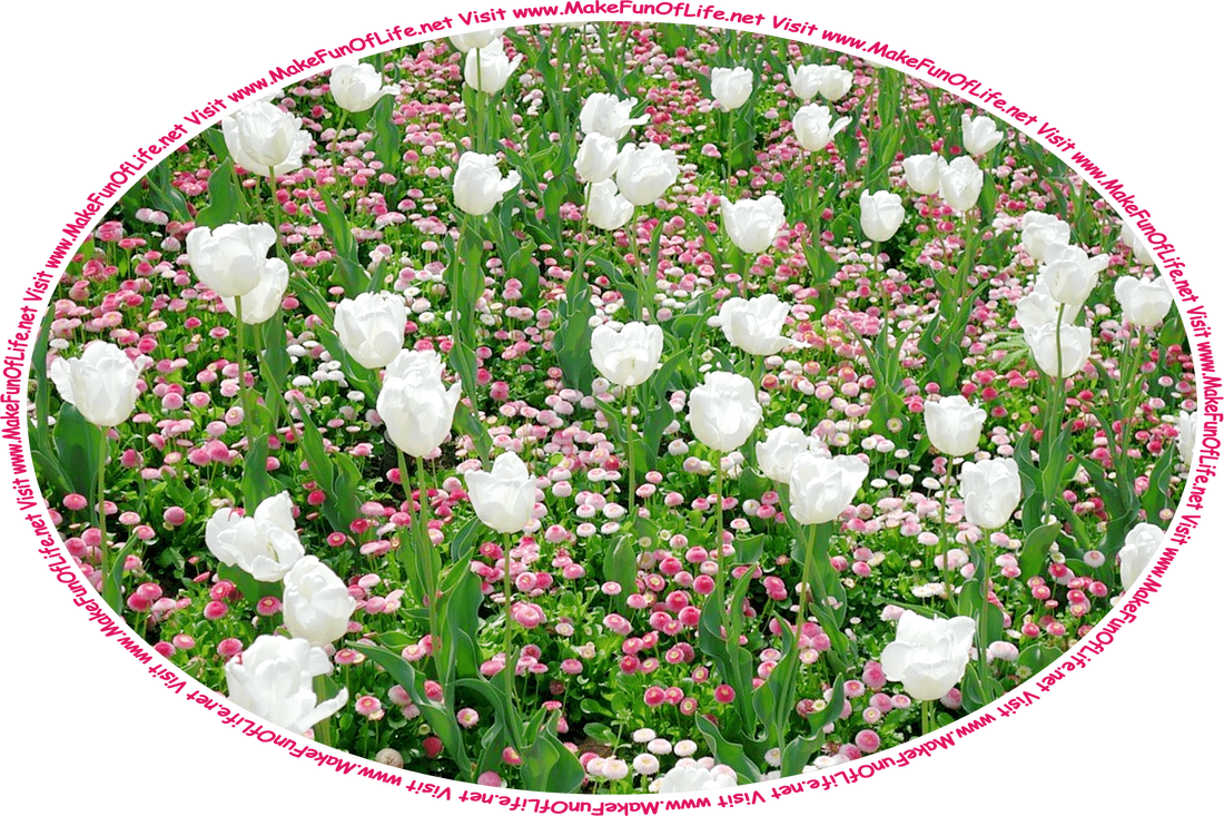 Picture of mixed white tulips and small pink and white flowering plants, all with dark green leaves, and the words, ‘Visit www.MakeFunOfLife.net.’