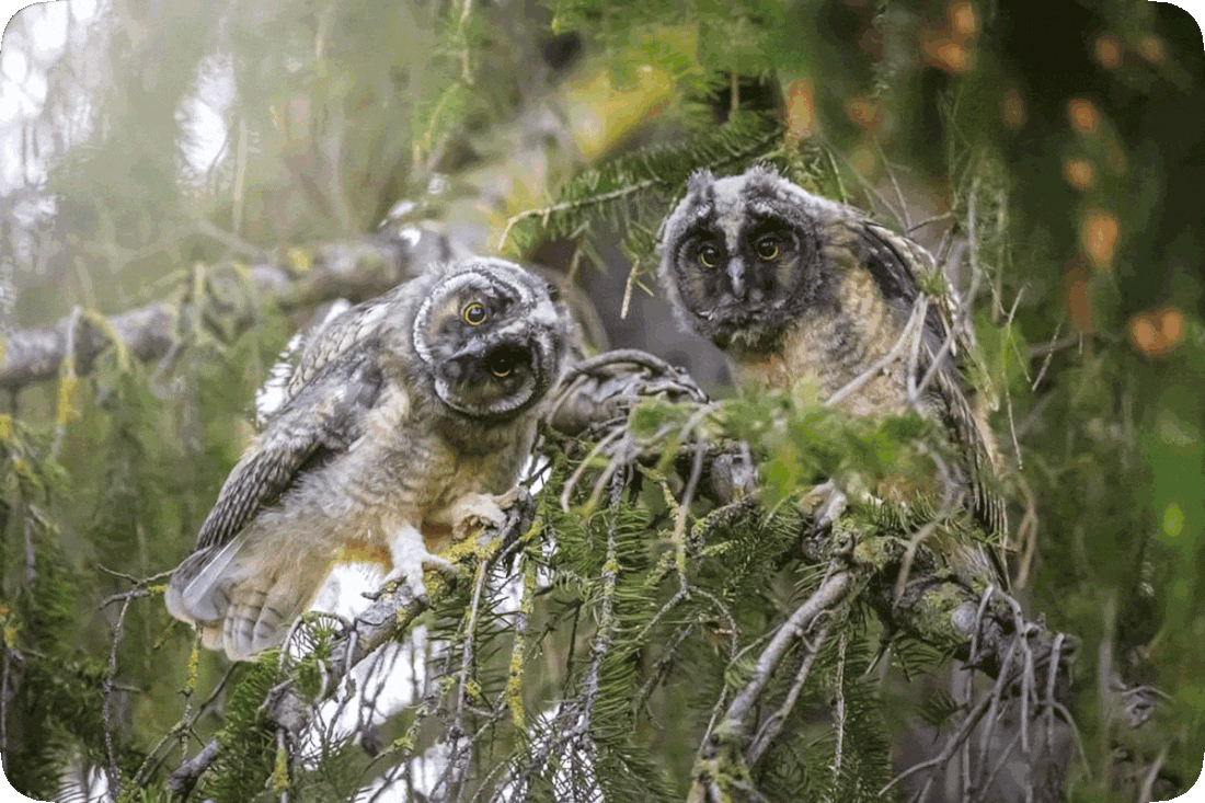 Picture of two quizzical looking owls perched on the branches of a tree.